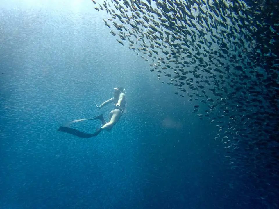 NAPALING沙丁鱼浮潜
